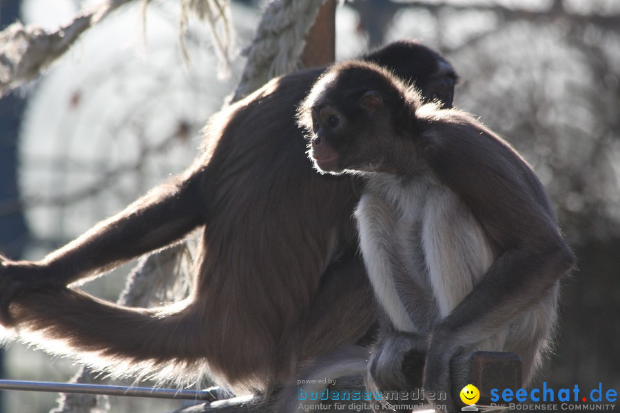 WILHELMA - zoologisch-botanischer Garten: Stuttgart, 05.02.2011