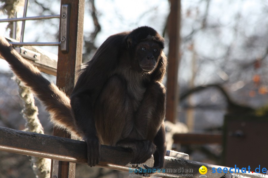 WILHELMA - zoologisch-botanischer Garten: Stuttgart, 05.02.2011