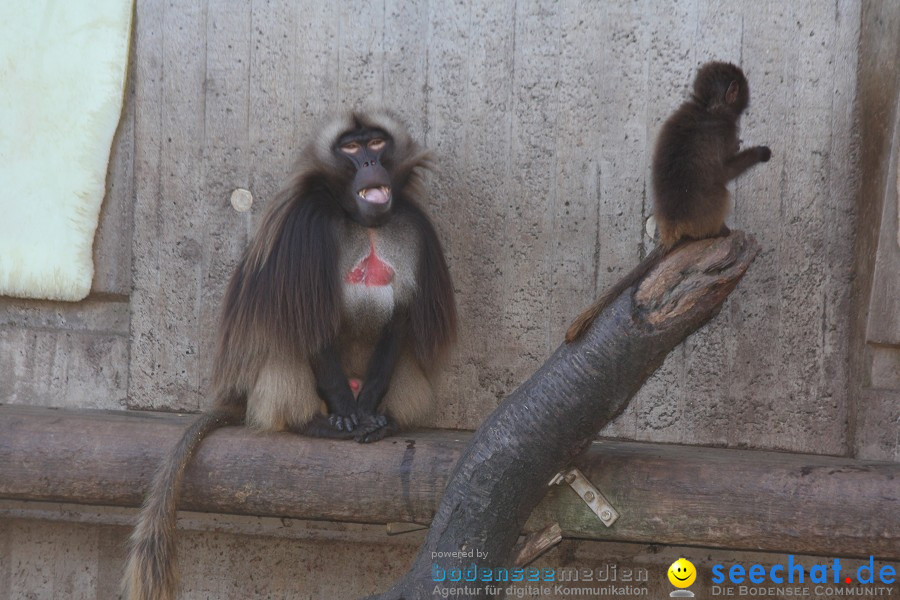 WILHELMA - zoologisch-botanischer Garten: Stuttgart, 05.02.2011