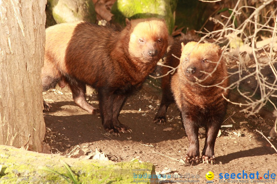 WILHELMA - zoologisch-botanischer Garten: Stuttgart, 05.02.2011