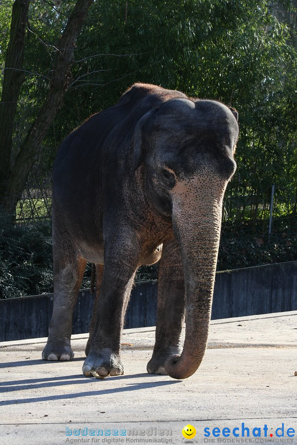 WILHELMA - zoologisch-botanischer Garten: Stuttgart, 05.02.2011