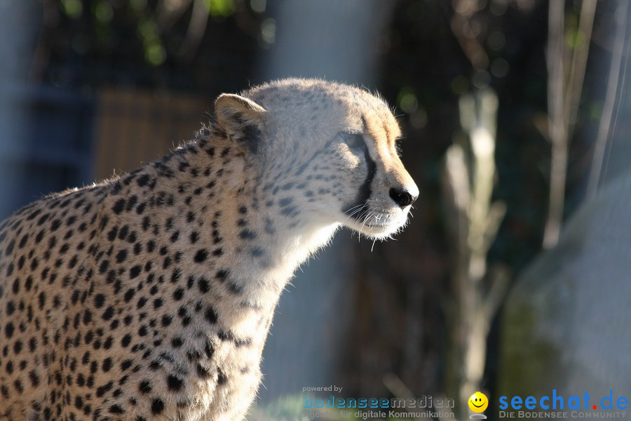 WILHELMA - zoologisch-botanischer Garten: Stuttgart, 05.02.2011