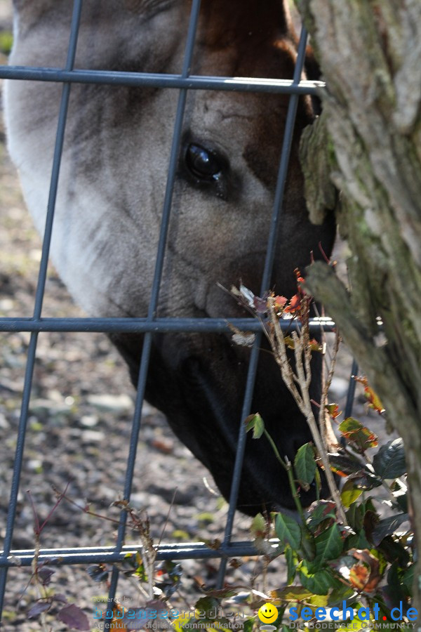 WILHELMA - zoologisch-botanischer Garten: Stuttgart, 05.02.2011