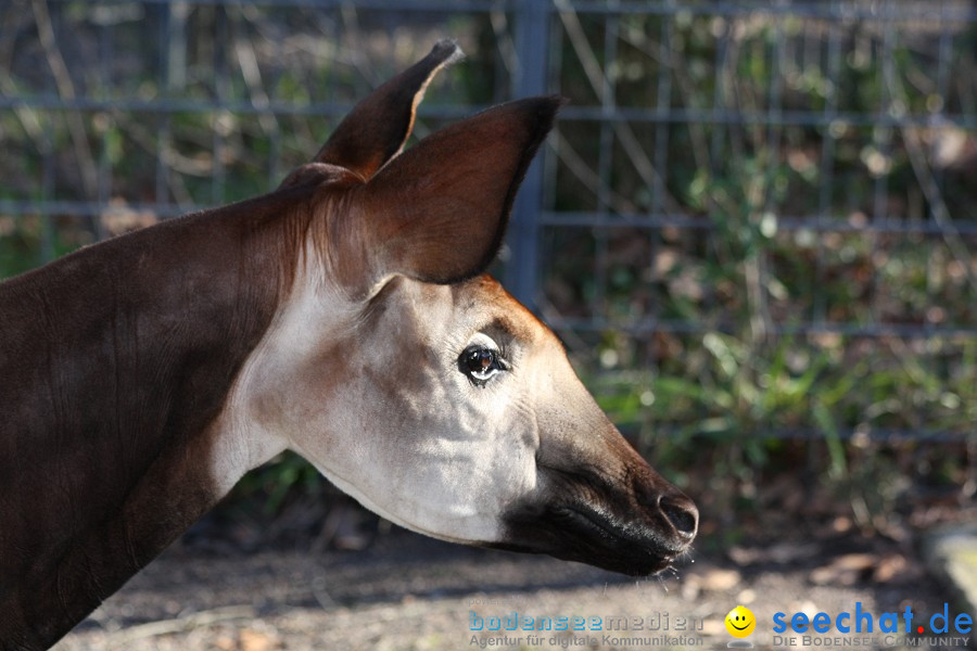 WILHELMA - zoologisch-botanischer Garten: Stuttgart, 05.02.2011