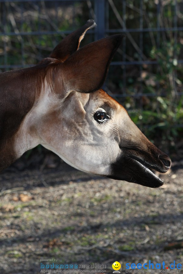 WILHELMA - zoologisch-botanischer Garten: Stuttgart, 05.02.2011