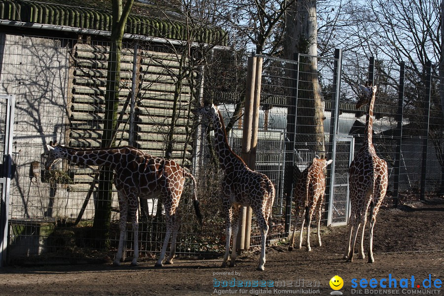 WILHELMA - zoologisch-botanischer Garten: Stuttgart, 05.02.2011