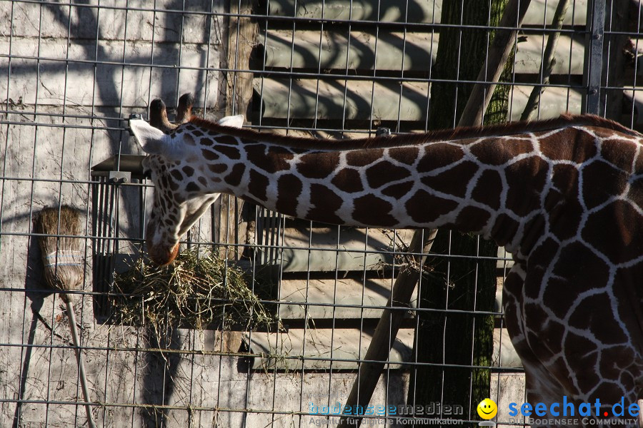 WILHELMA - zoologisch-botanischer Garten: Stuttgart, 05.02.2011