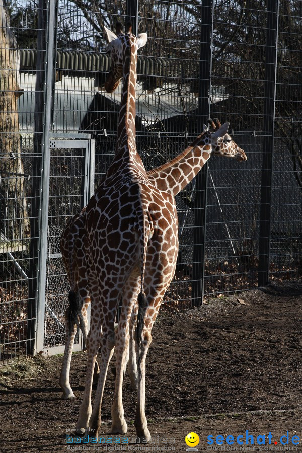 WILHELMA - zoologisch-botanischer Garten: Stuttgart, 05.02.2011