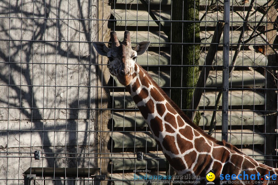 WILHELMA - zoologisch-botanischer Garten: Stuttgart, 05.02.2011