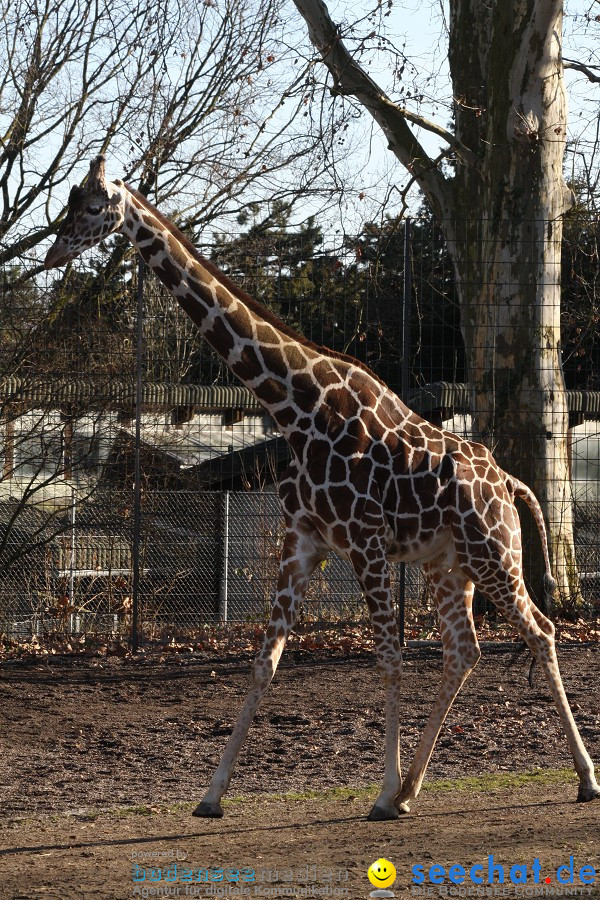 WILHELMA - zoologisch-botanischer Garten: Stuttgart, 05.02.2011