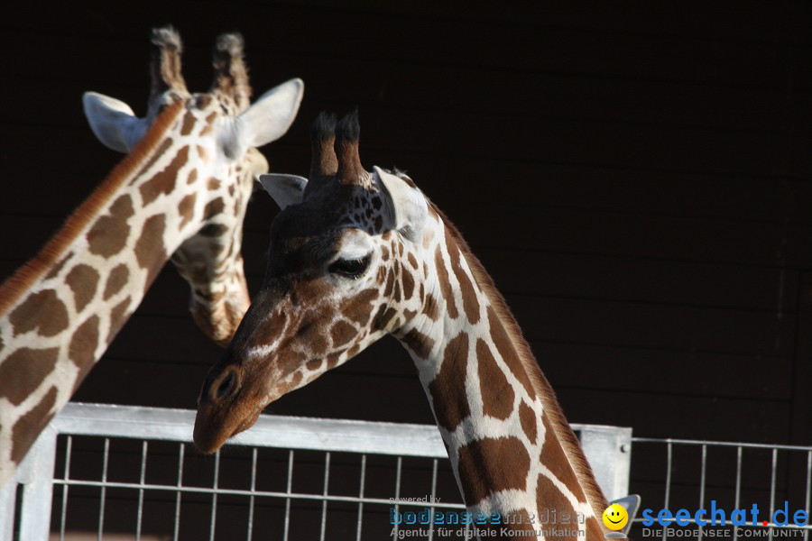 WILHELMA - zoologisch-botanischer Garten: Stuttgart, 05.02.2011