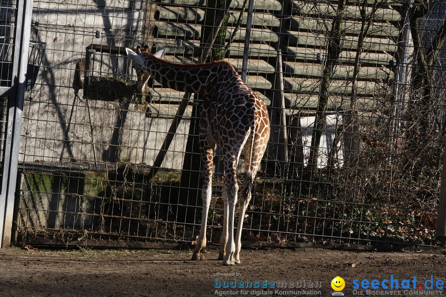 WILHELMA - zoologisch-botanischer Garten: Stuttgart, 05.02.2011