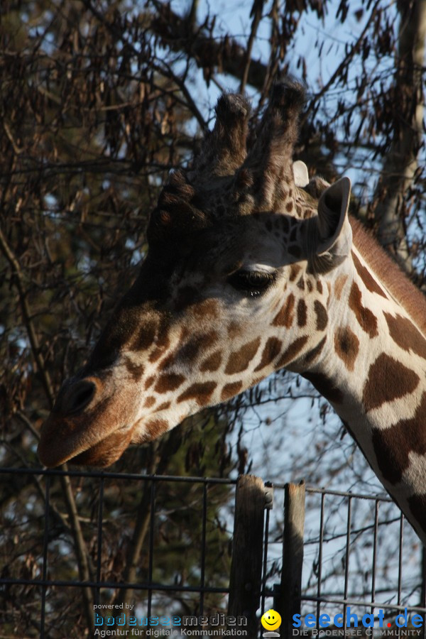 WILHELMA - zoologisch-botanischer Garten: Stuttgart, 05.02.2011