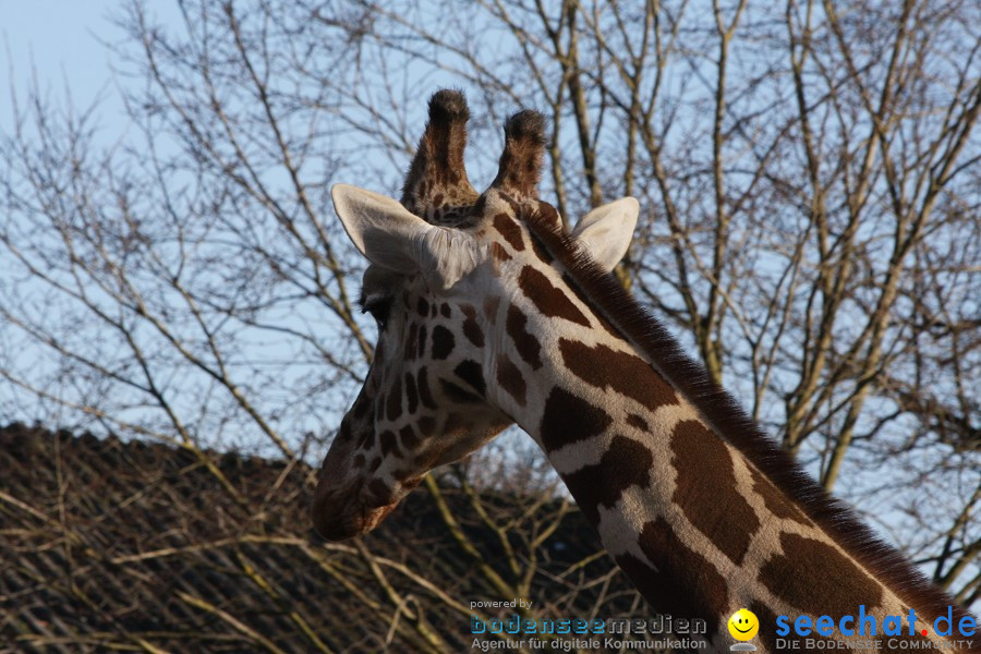 WILHELMA - zoologisch-botanischer Garten: Stuttgart, 05.02.2011