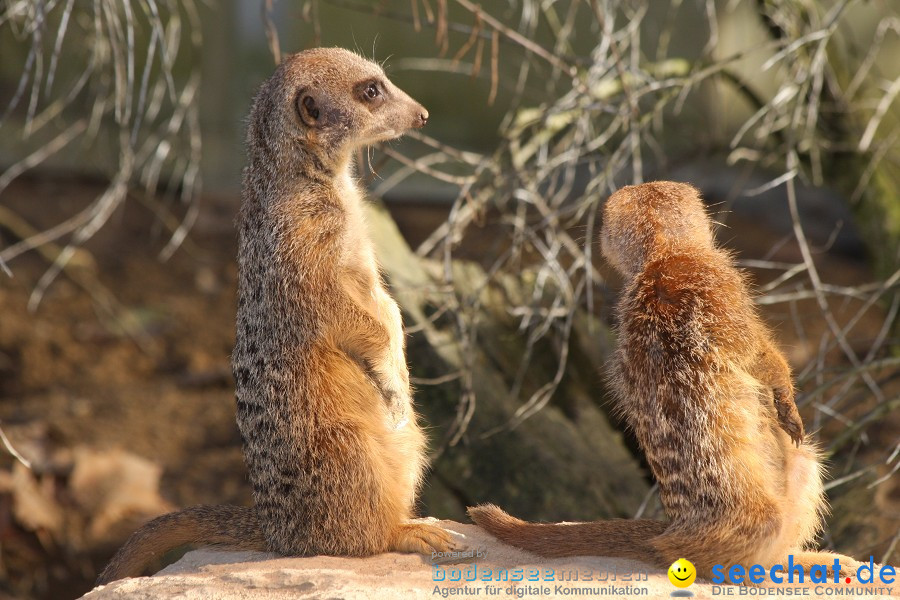 WILHELMA - zoologisch-botanischer Garten: Stuttgart, 05.02.2011