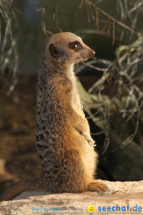 WILHELMA - zoologisch-botanischer Garten: Stuttgart, 05.02.2011