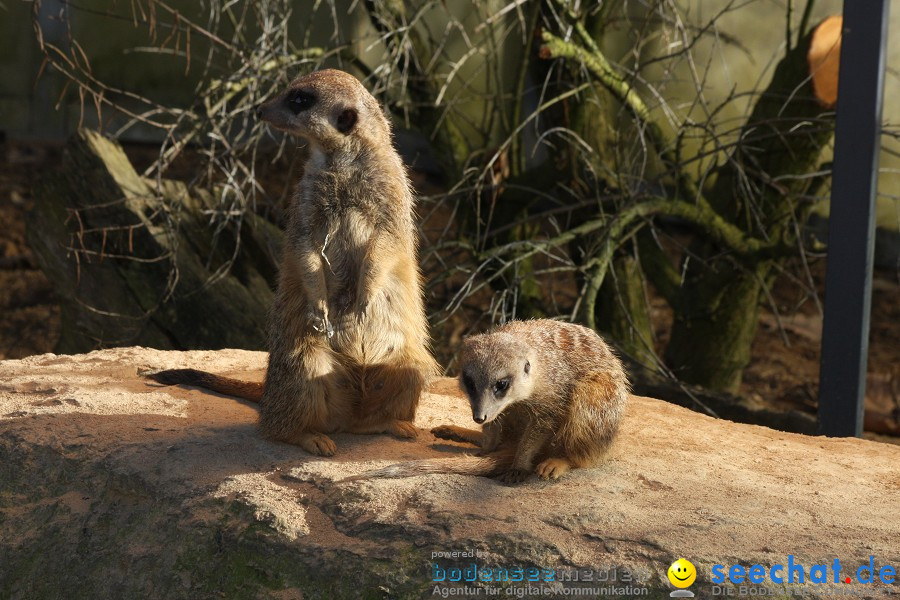 WILHELMA - zoologisch-botanischer Garten: Stuttgart, 05.02.2011