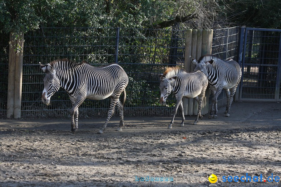 WILHELMA - zoologisch-botanischer Garten: Stuttgart, 05.02.2011