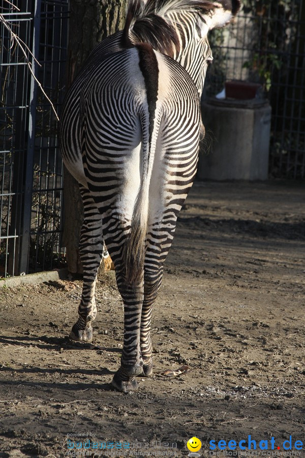 WILHELMA - zoologisch-botanischer Garten: Stuttgart, 05.02.2011