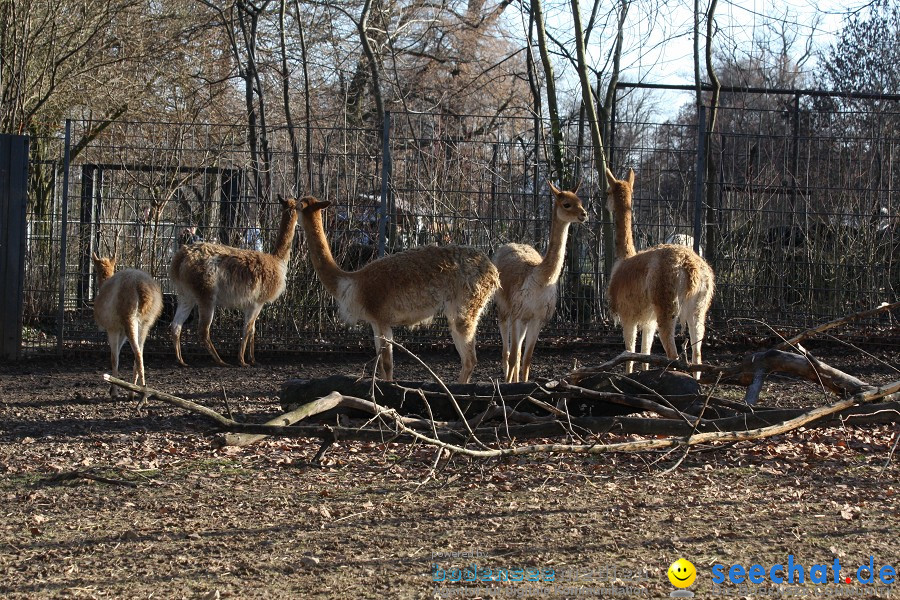 WILHELMA - zoologisch-botanischer Garten: Stuttgart, 05.02.2011