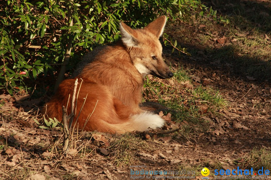 WILHELMA - zoologisch-botanischer Garten: Stuttgart, 05.02.2011