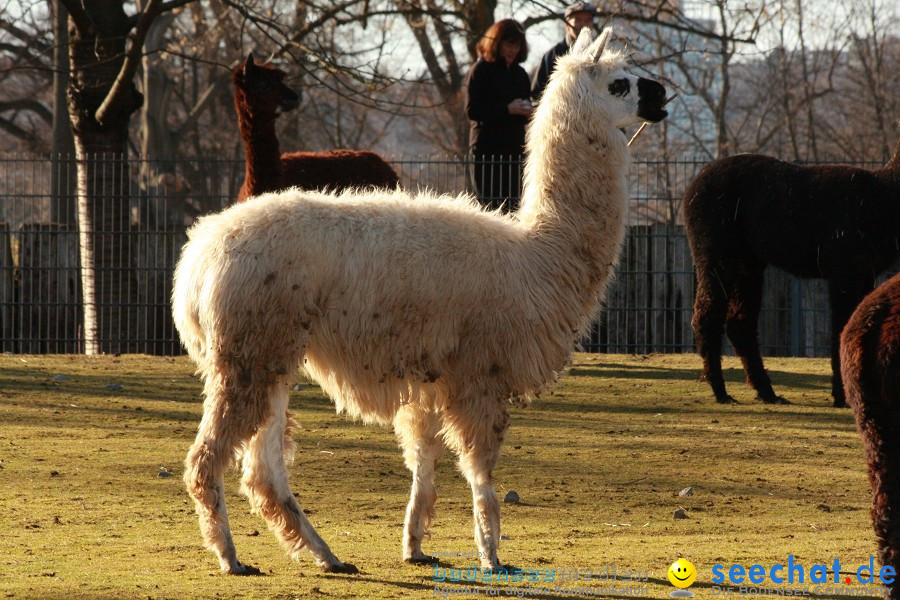 WILHELMA - zoologisch-botanischer Garten: Stuttgart, 05.02.2011