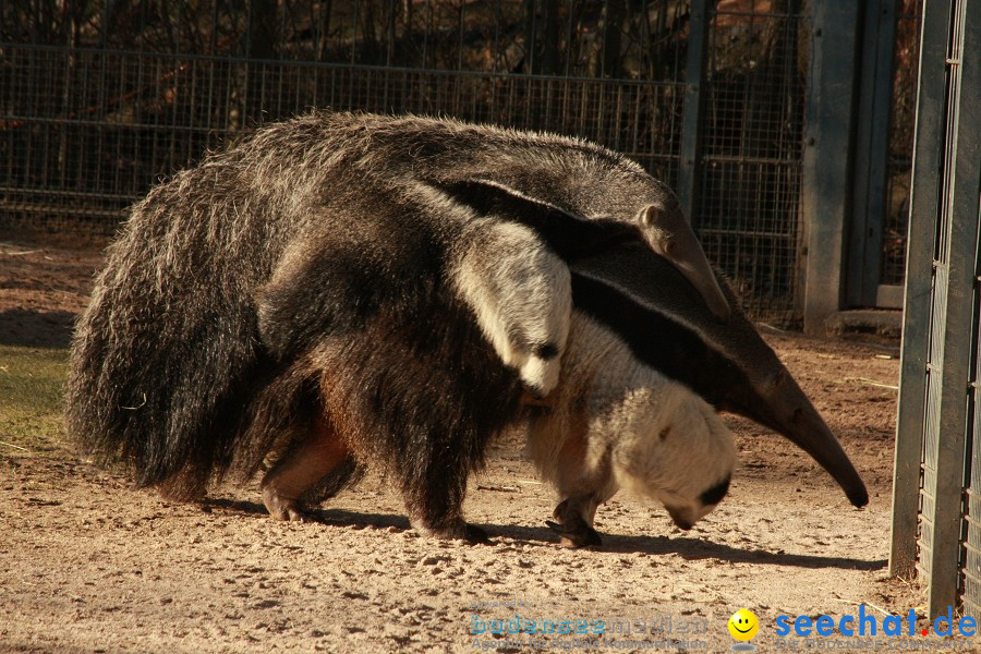 WILHELMA - zoologisch-botanischer Garten: Stuttgart, 05.02.2011