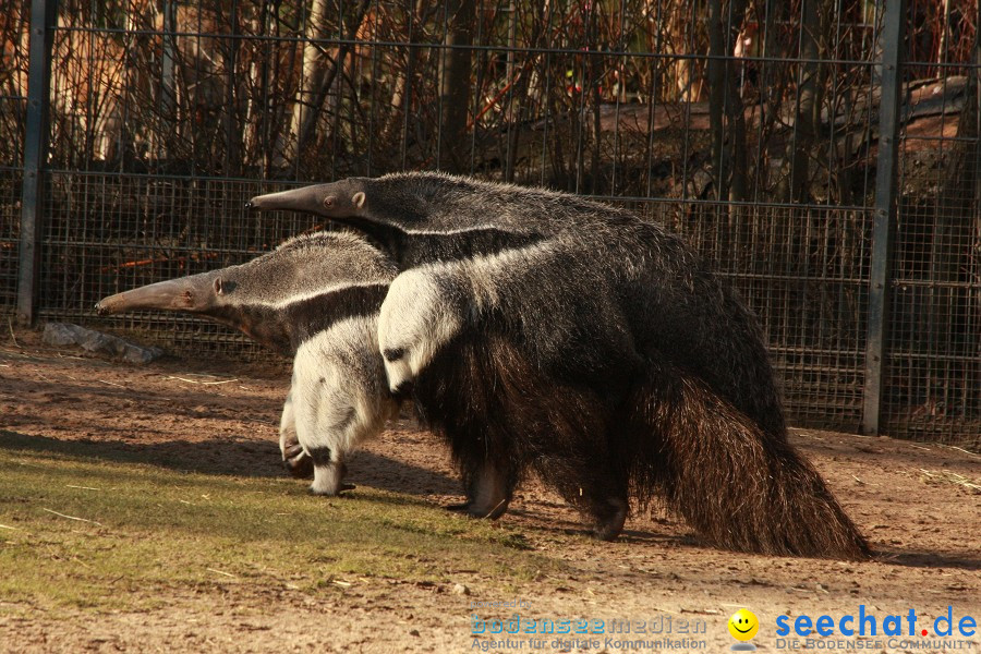 WILHELMA - zoologisch-botanischer Garten: Stuttgart, 05.02.2011