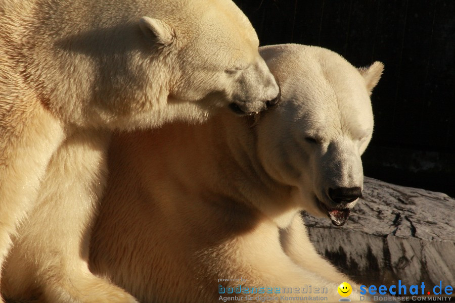 WILHELMA - zoologisch-botanischer Garten: Stuttgart, 05.02.2011