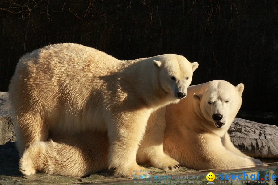 WILHELMA - zoologisch-botanischer Garten: Stuttgart, 05.02.2011