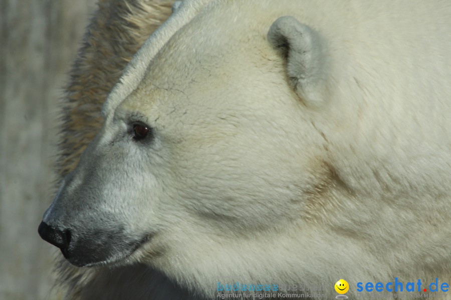 WILHELMA - zoologisch-botanischer Garten: Stuttgart, 05.02.2011