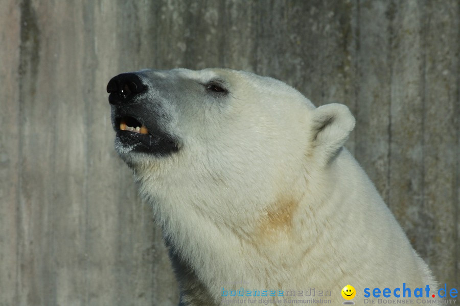 WILHELMA - zoologisch-botanischer Garten: Stuttgart, 05.02.2011