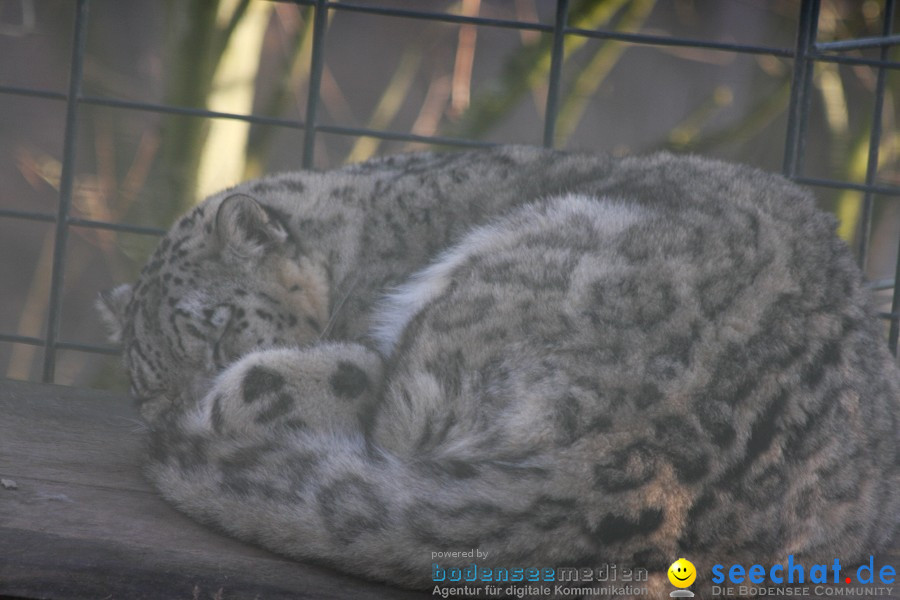 WILHELMA - zoologisch-botanischer Garten: Stuttgart, 05.02.2011