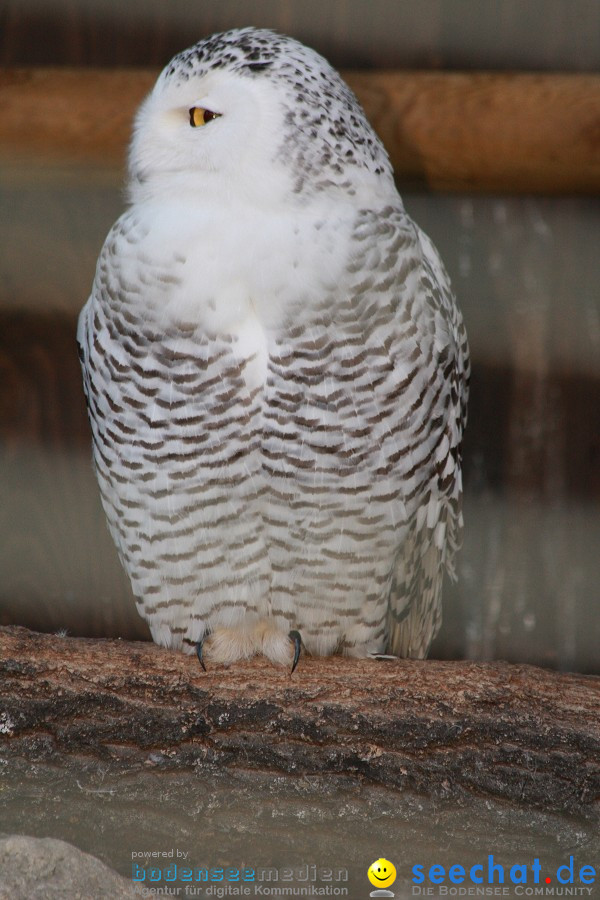 WILHELMA - zoologisch-botanischer Garten: Stuttgart, 05.02.2011