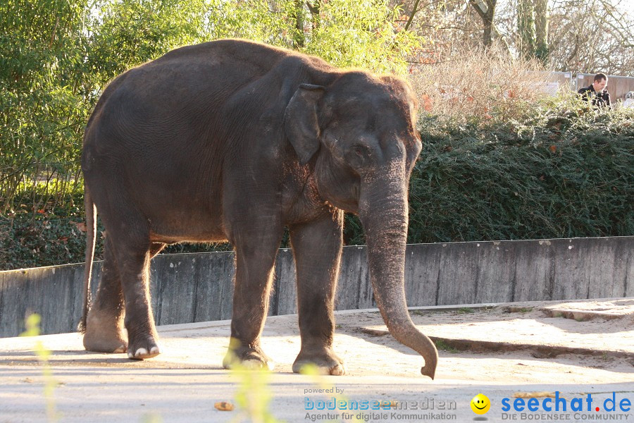 WILHELMA - zoologisch-botanischer Garten: Stuttgart, 05.02.2011