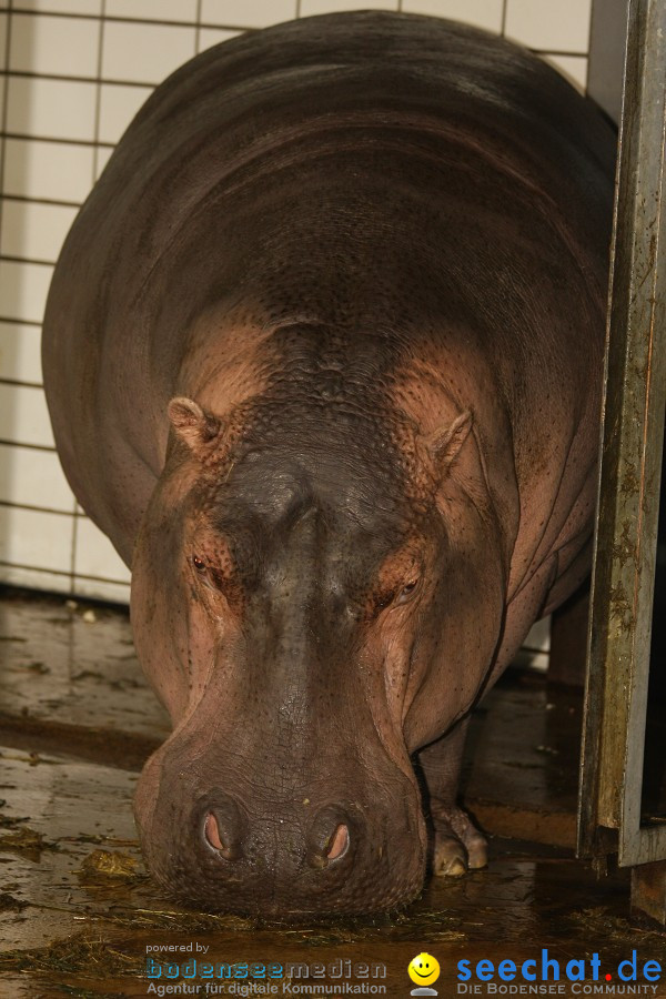 WILHELMA - zoologisch-botanischer Garten: Stuttgart, 05.02.2011