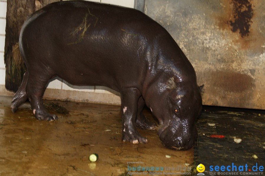 WILHELMA - zoologisch-botanischer Garten: Stuttgart, 05.02.2011