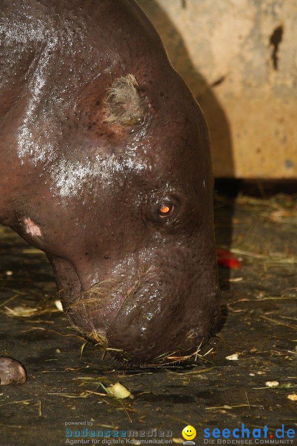 WILHELMA - zoologisch-botanischer Garten: Stuttgart, 05.02.2011