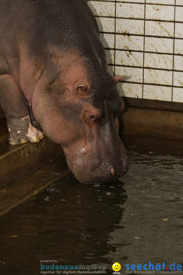 WILHELMA - zoologisch-botanischer Garten: Stuttgart, 05.02.2011