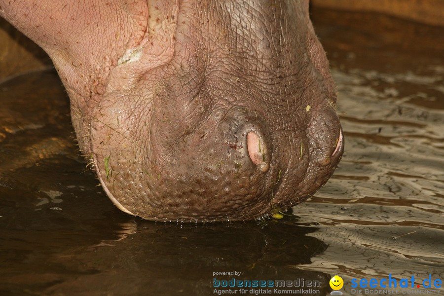 WILHELMA - zoologisch-botanischer Garten: Stuttgart, 05.02.2011