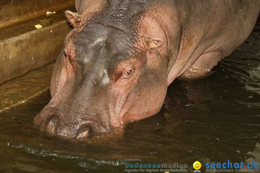 WILHELMA - zoologisch-botanischer Garten: Stuttgart, 05.02.2011