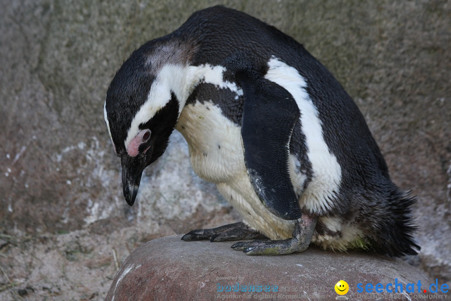 WILHELMA - zoologisch-botanischer Garten: Stuttgart, 05.02.2011