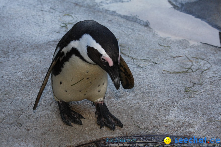 WILHELMA - zoologisch-botanischer Garten: Stuttgart, 05.02.2011