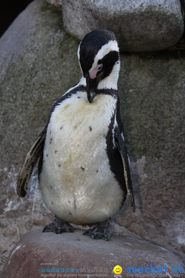 WILHELMA - zoologisch-botanischer Garten: Stuttgart, 05.02.2011