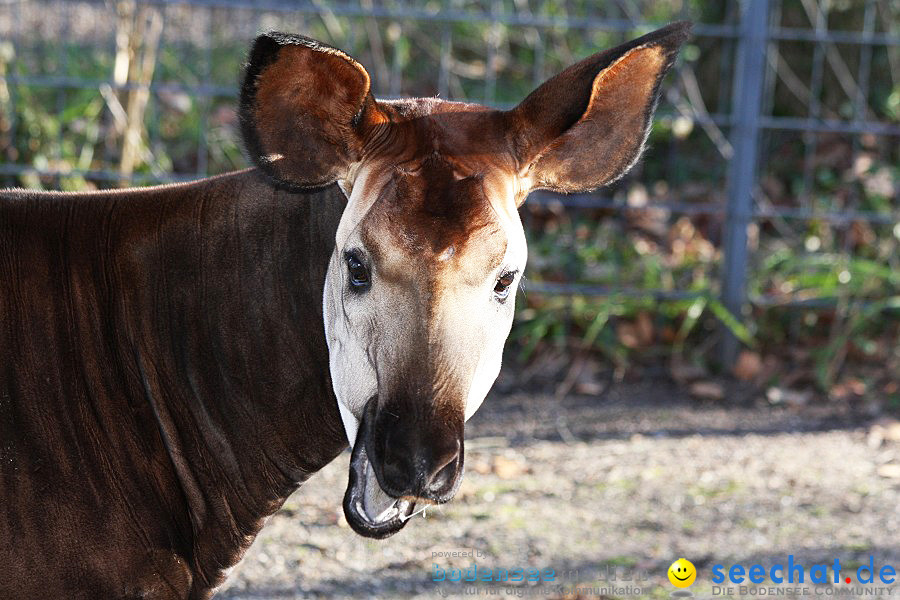 WILHELMA - zoologisch-botanischer Garten: Stuttgart, 05.02.2011