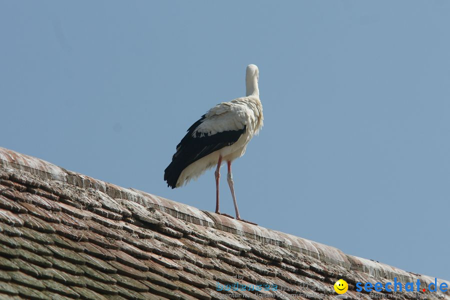 Ausflug: Affenberg: Salem am Bodensee, 23.04.2011