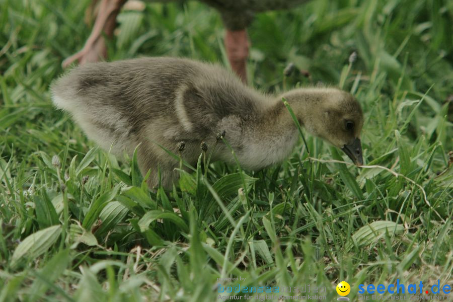 Ausflug: Affenberg: Salem am Bodensee, 23.04.2011