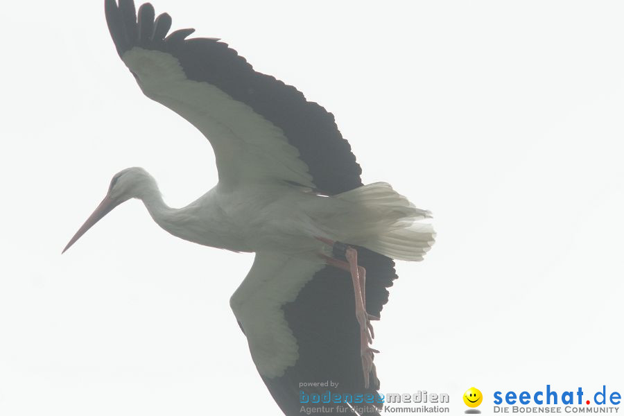 Ausflug: Affenberg: Salem am Bodensee, 23.04.2011