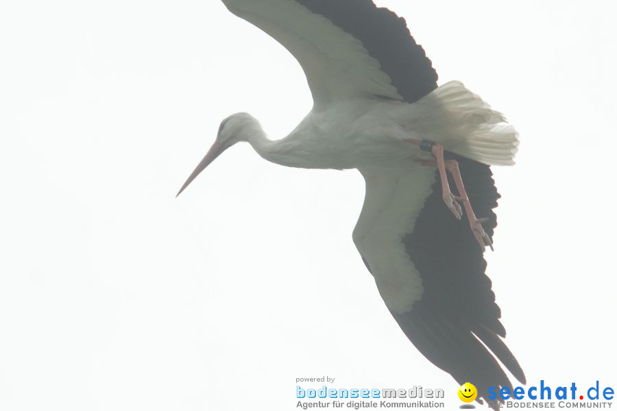 Ausflug: Affenberg: Salem am Bodensee, 23.04.2011