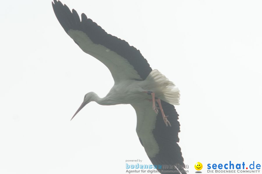 Ausflug: Affenberg: Salem am Bodensee, 23.04.2011